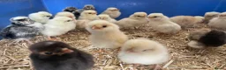 Chickens poultry for sale: Fertile polish / Poland chicken eggs - Advert 7