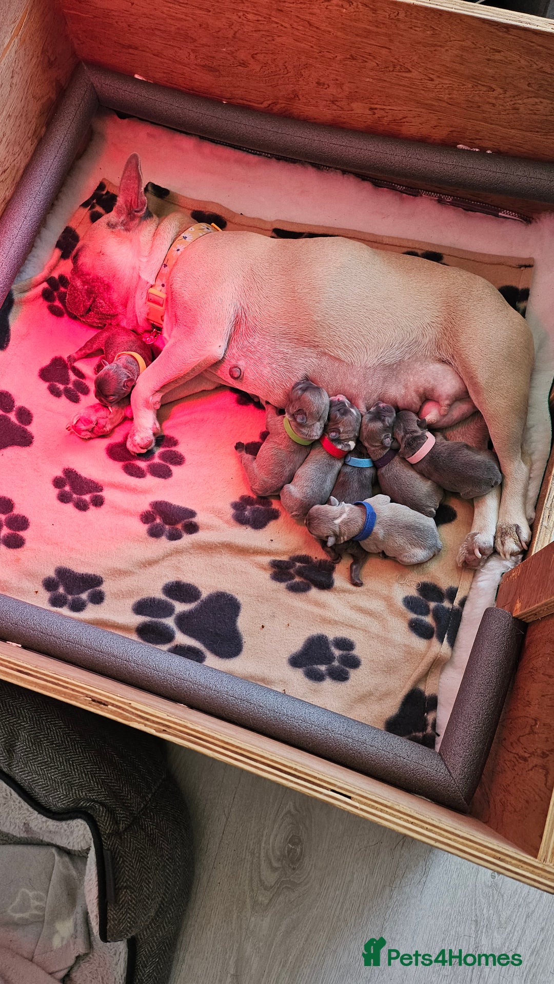 French Bulldog dogs for sale: KC REGISTERED BLUE & TAN FRENCHIES BOYS & GIRLS - Image 2