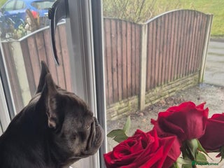 French Bulldog dogs for sale - Advert 1