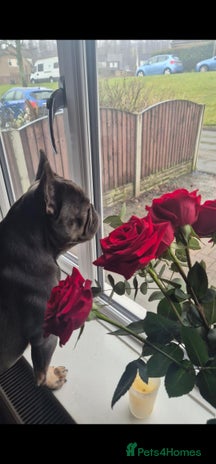 French Bulldog dogs - Advert 1