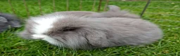 Mixed Breed rabbits for sale: 4 lovely minilop lionhead rabbits  - Advert 8