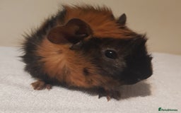 Guinea Pig rodents for sale: Baby Abyssinian Purebred Guinea Pig - Advert 2