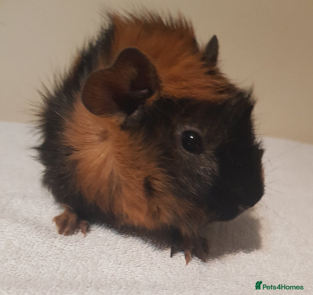 Guinea Pig rodents for sale: Baby Abyssinian Purebred Guinea Pig - Advert 2