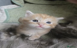 Maine Coon cats for sale: 2 Left! Red Smoke Boy and Torbie Girl - Image 6