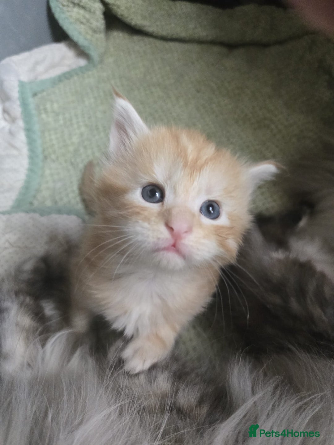 Maine Coon cats for sale: 2 Left! Red Smoke Boy and Torbie Girl - Image 6