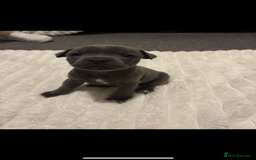 Staffordshire Bull Terrier dogs for sale: KC Registered Blue Staffordshire Bull Terrier  - Image 4
