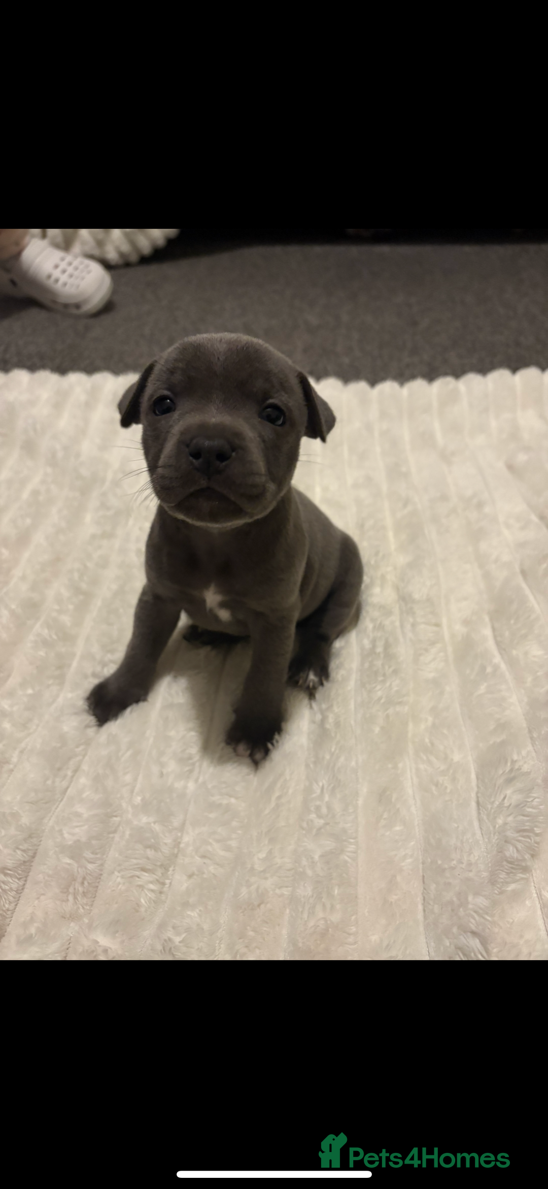 Staffordshire Bull Terrier dogs for sale: KC Registered Blue Staffordshire Bull Terrier  - Image 4