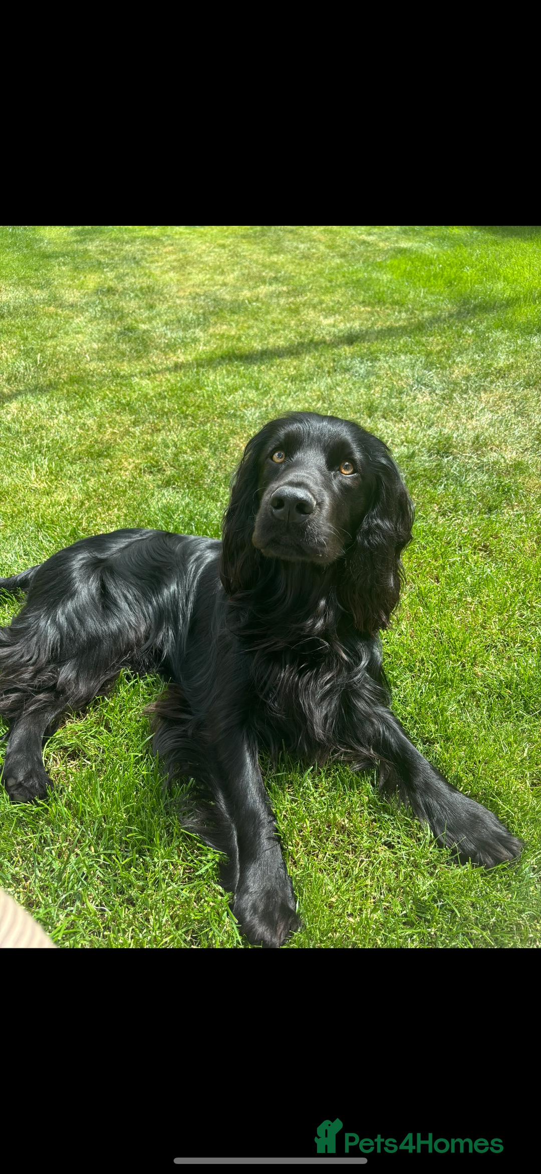Cocker Spaniel dogs for stud: Proven Working Cocker Spaniel - Stud Available - Advert 5