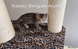 Bengal cats for sale: 😻Tica Best Bengal UK sired Kittens 🏆 🐾 🐱  - Image 5