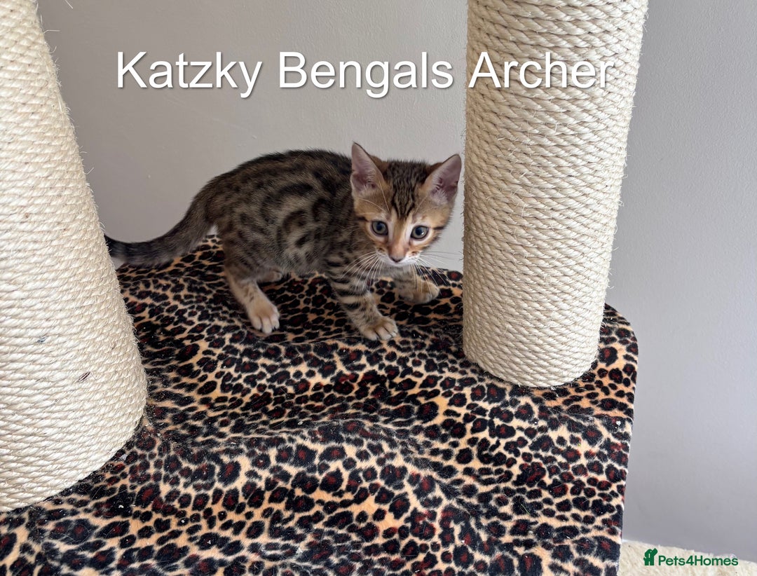 Bengal cats for sale: 😻Tica Best Bengal UK sired Kittens 🏆 🐾 🐱  - Image 5