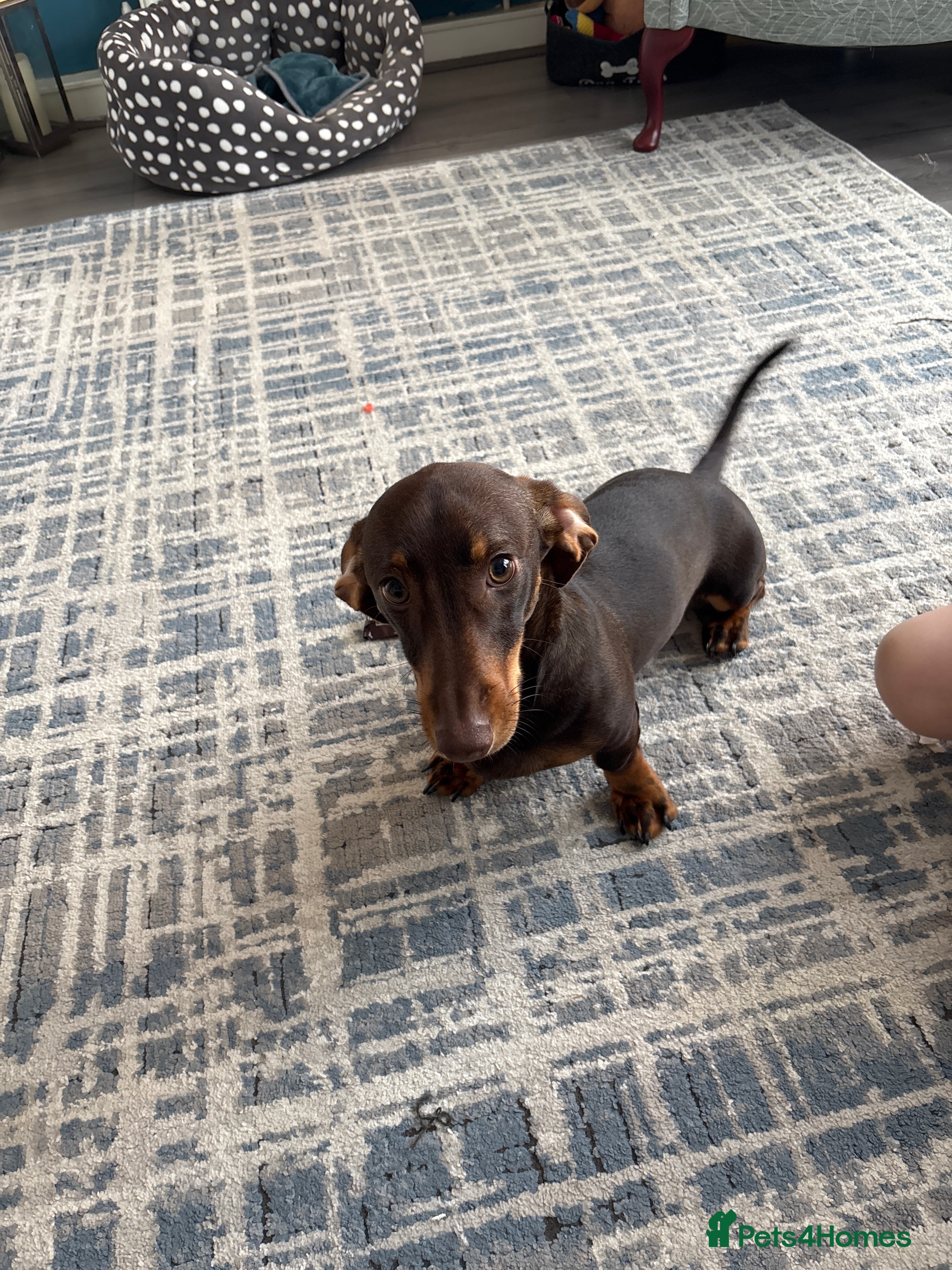 Dachshund dogs Male dashund  in Dartford - Advert 5