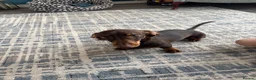 Dachshund dogs for sale: Male dashund  in Dartford - Advert 1