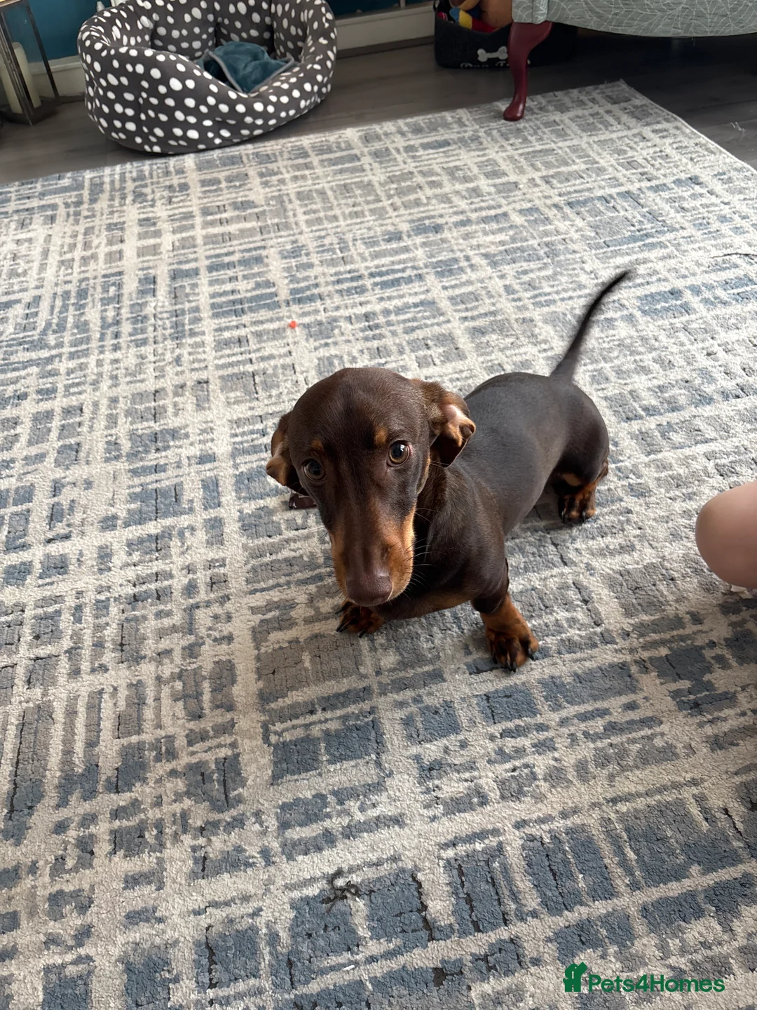 Dachshund dogs for sale: Male dashund  in Dartford - Advert 1