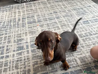 Dachshund dogs Male dashund in Dartford - Advert 5