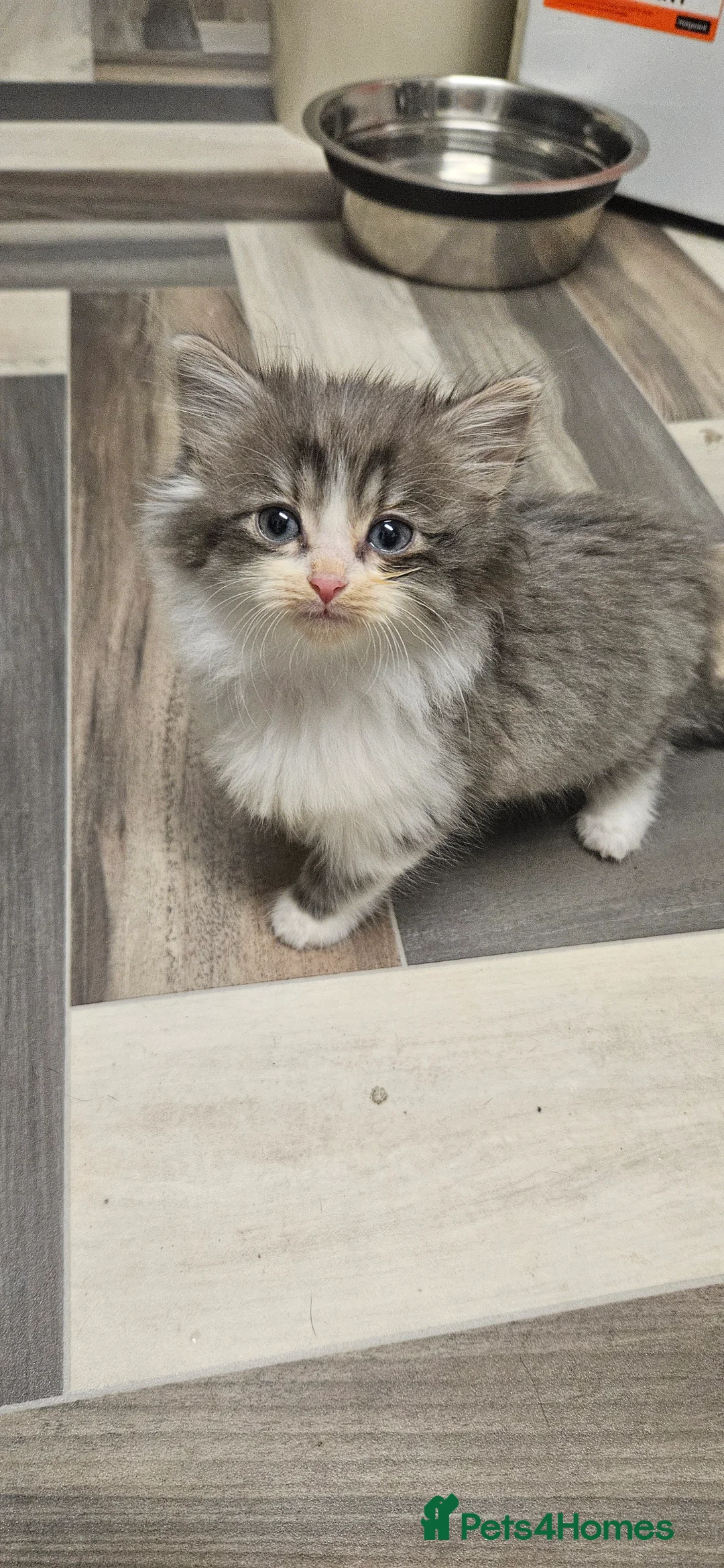 Mixed Breed cats for sale: Munchkin Kittens ready for their forever home - Advert 16