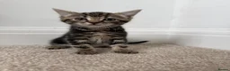 Mixed Breed cats for sale: Crumpet, she is 10weeks old, a female tabby mix.  - Advert 3