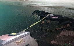 Rottweiler dogs for stud: Male rottweiler stud in Liverpool - Image 9