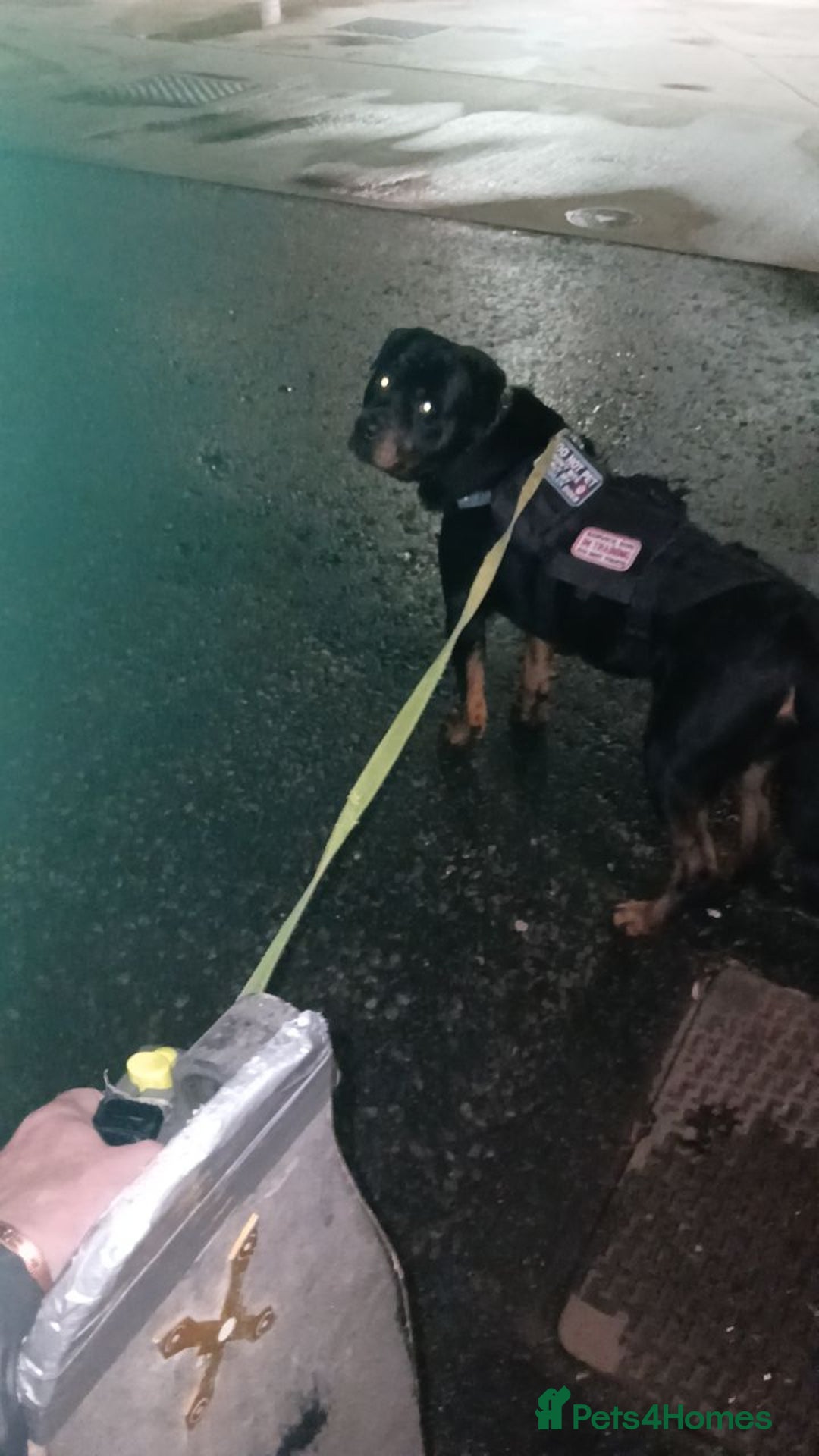 Rottweiler dogs for stud: Male rottweiler stud in Liverpool - Image 9