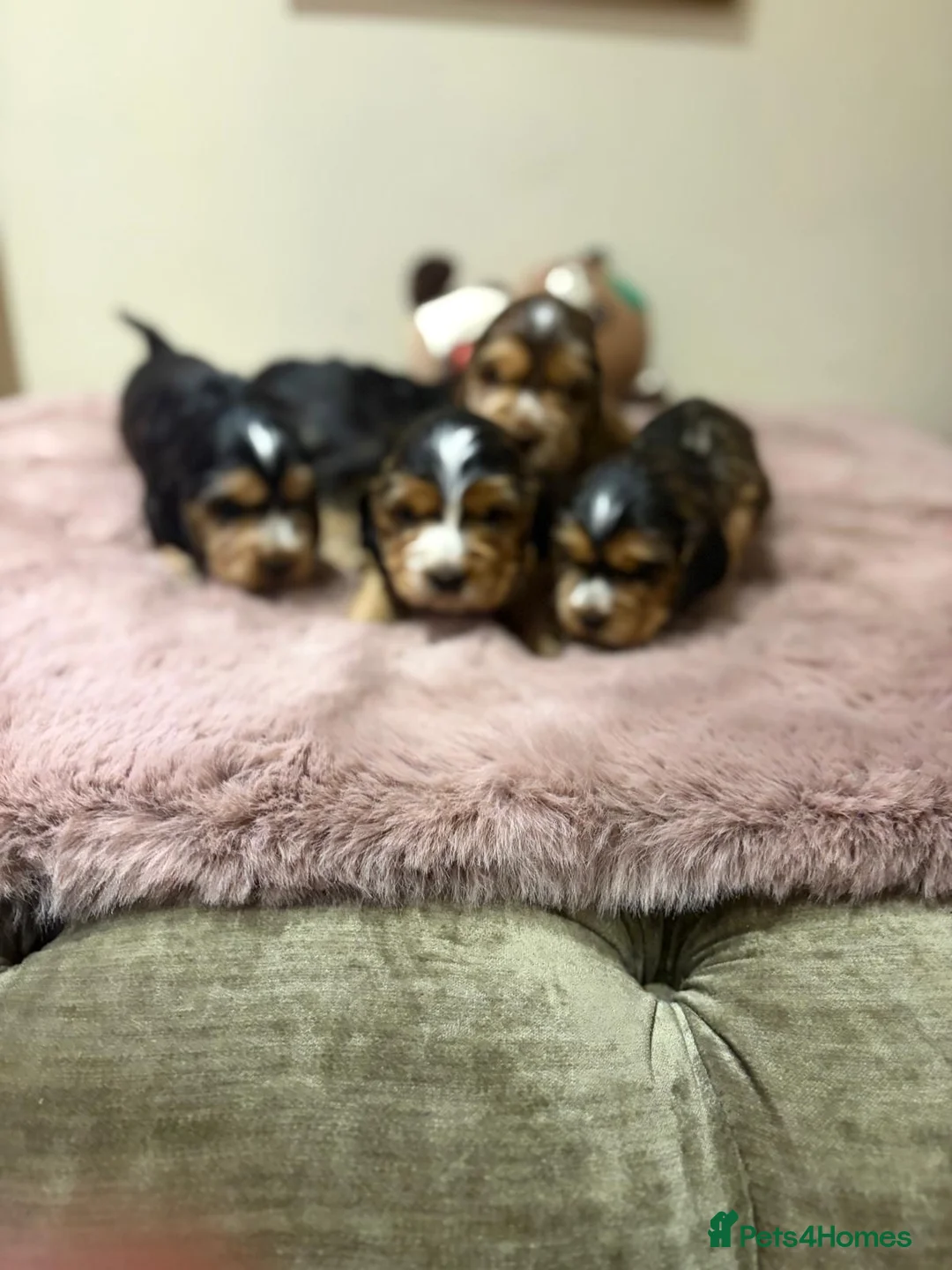 Cocker Spaniel dogs for sale: Stunning sable show cocker puppies in Kendal - Advert 17