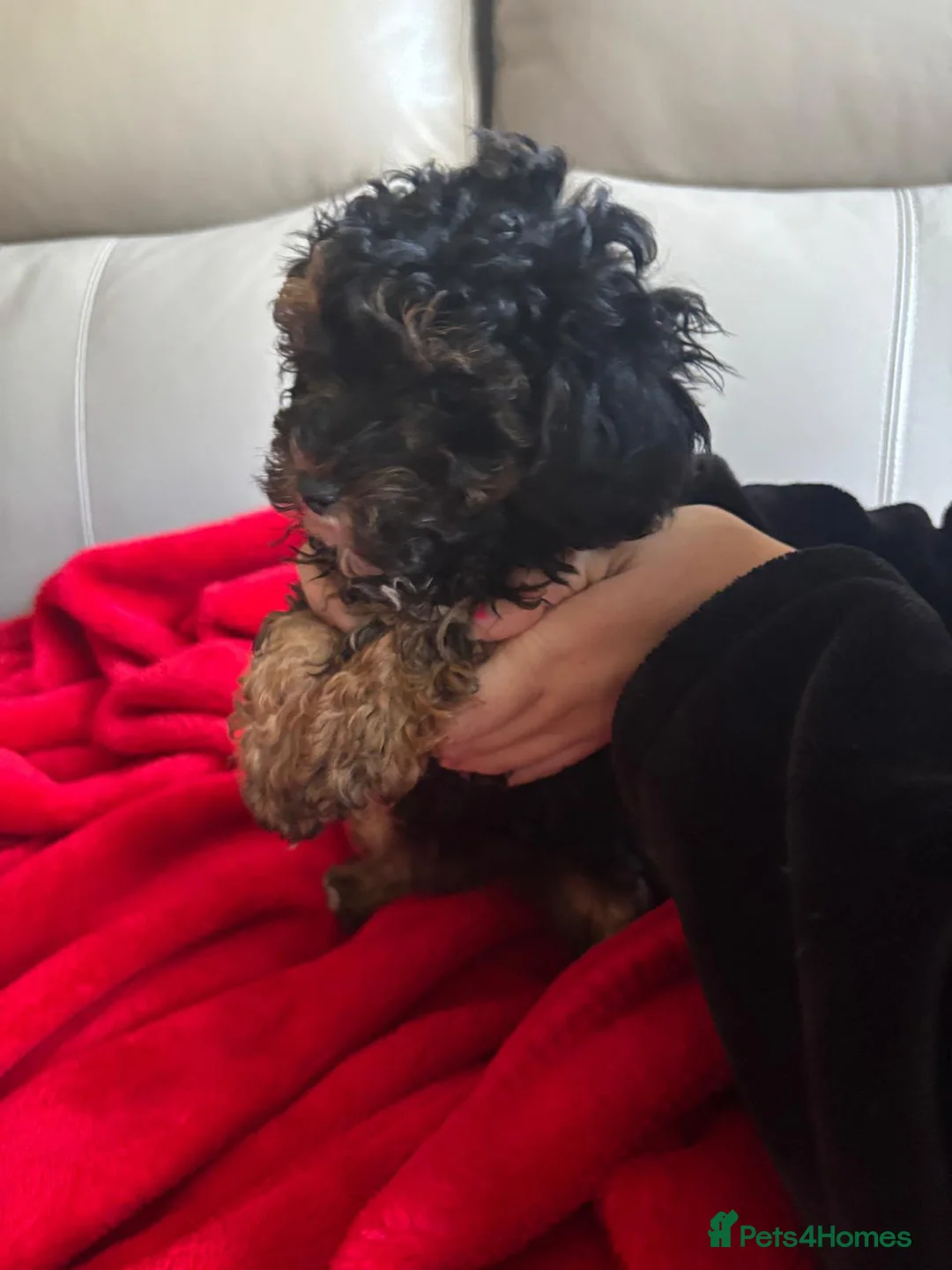Cavapoo dogs for sale: Adorable cavapoo puppies. in London - Advert 4