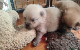 Pomeranian dogs for sale: Top Quality -KC registered  - Image 8