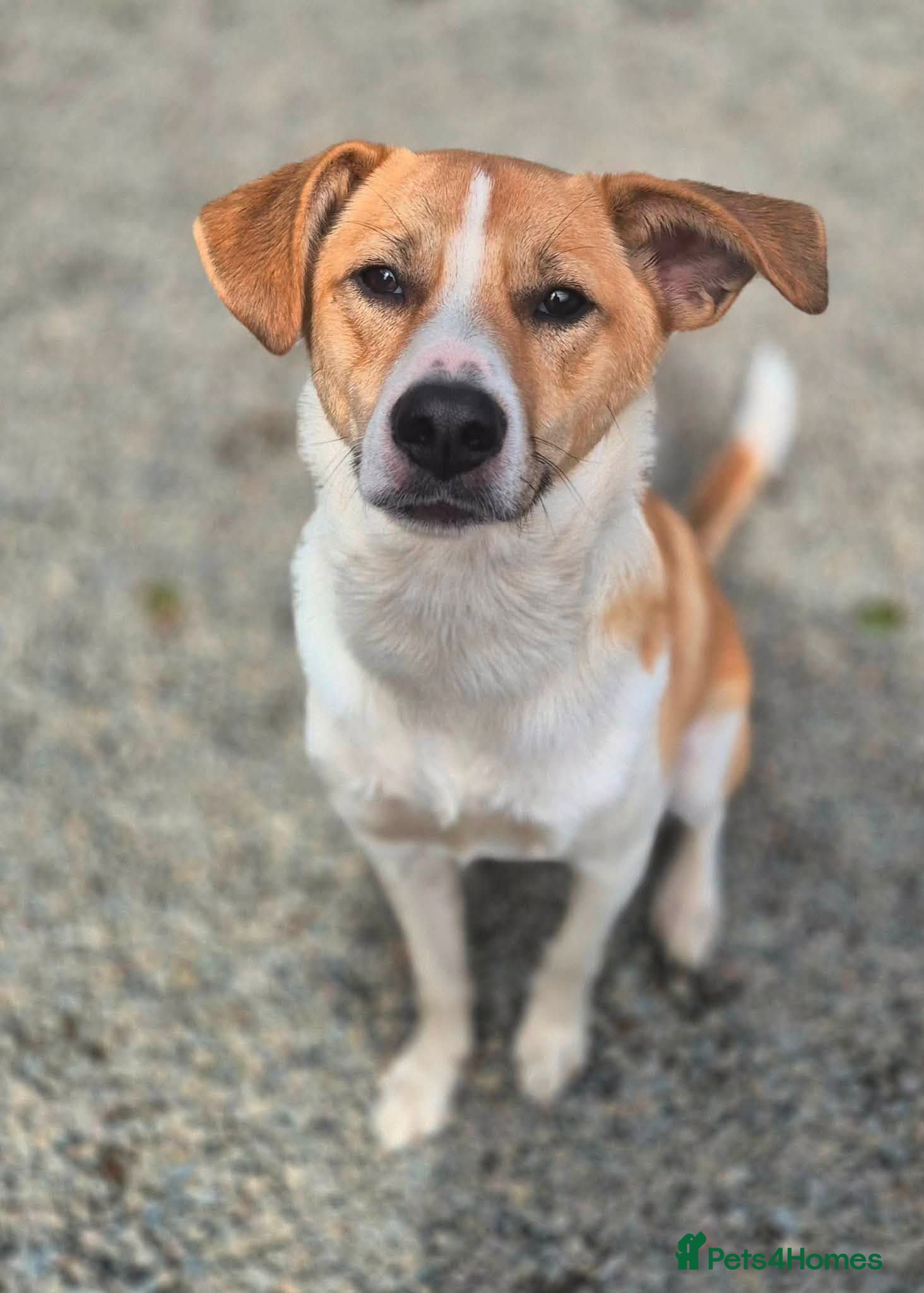 Mixed Breed dogs Henry - In Ayr Looking for a home  - Advert 3