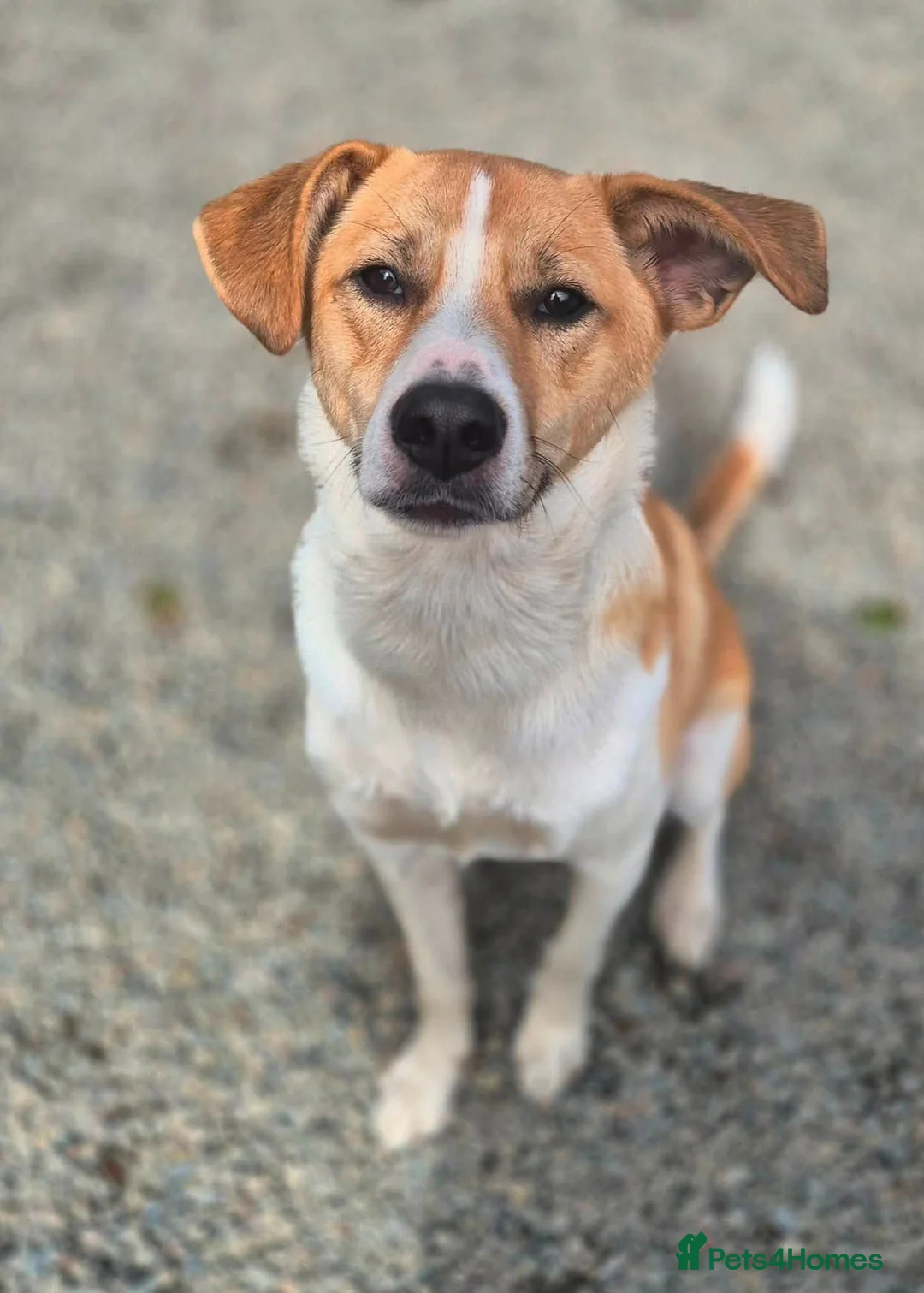 Mixed Breed dogs for adoption: Henry - In Ayr Looking for a home  - Advert 1