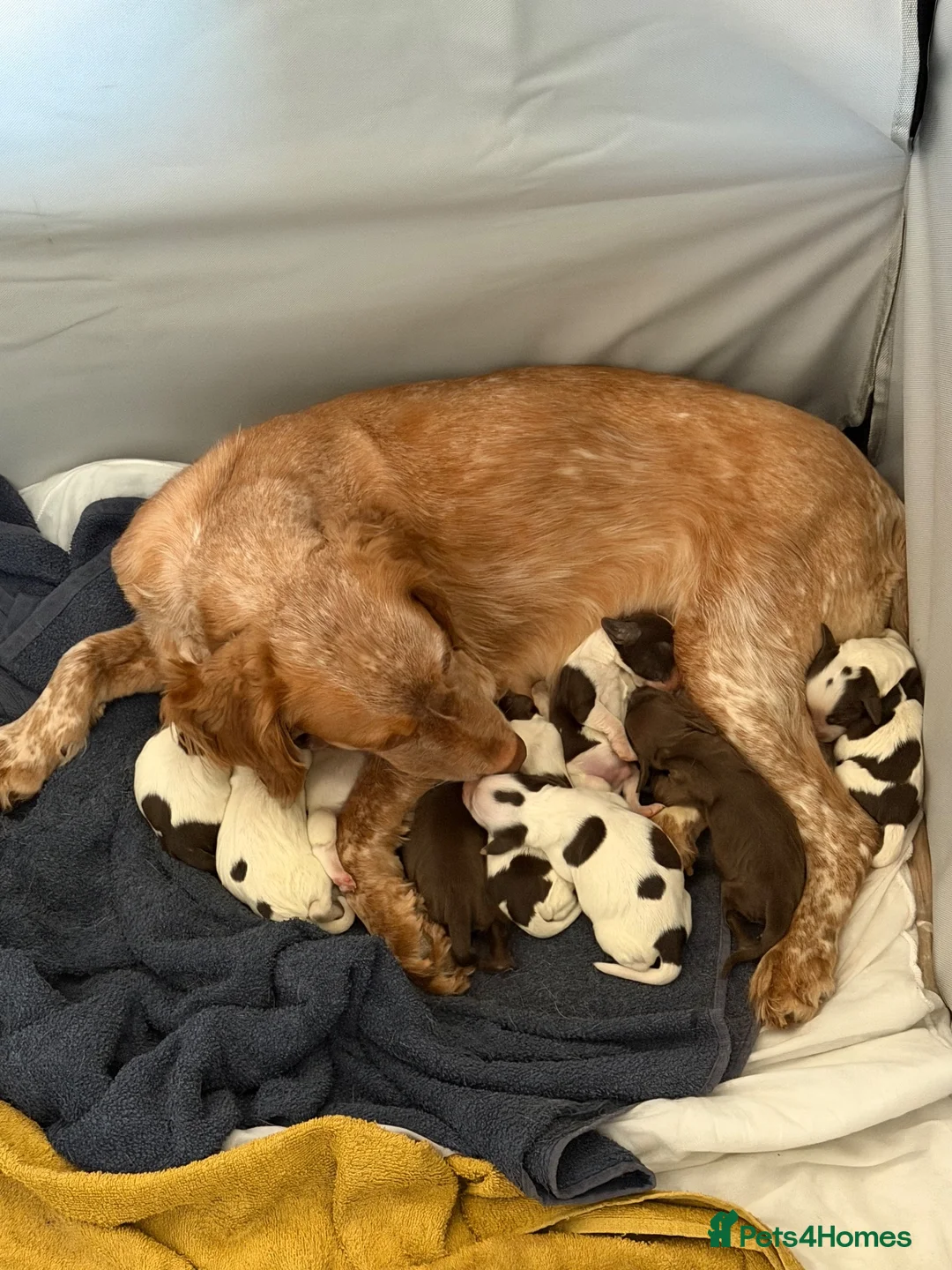Cocker Spaniel dogs for sale: Cocker spaniel puppies - Advert 1