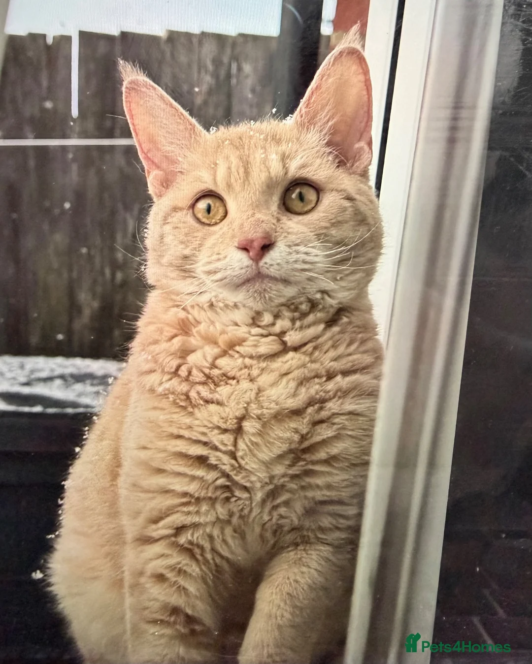 Mixed Breed cats for sale: Beautiful Maine Coon x Rex kittens - Advert 1