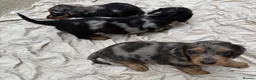 Dachshund dogs for sale: 9 Dachshunds available  in Leeds - Advert 7