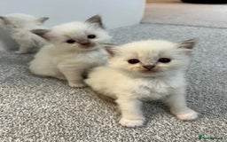 Ragdoll cats for sale: FULL PEDIGREE RAGDOLL KITTENS! READY BEFORE XMAS! - Image 8