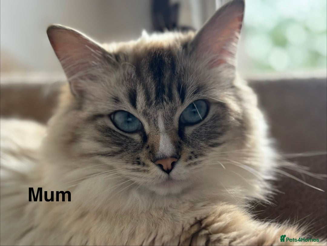 Ragdoll cats for sale: Stunning Ragdoll Kittens Available - Advert 11