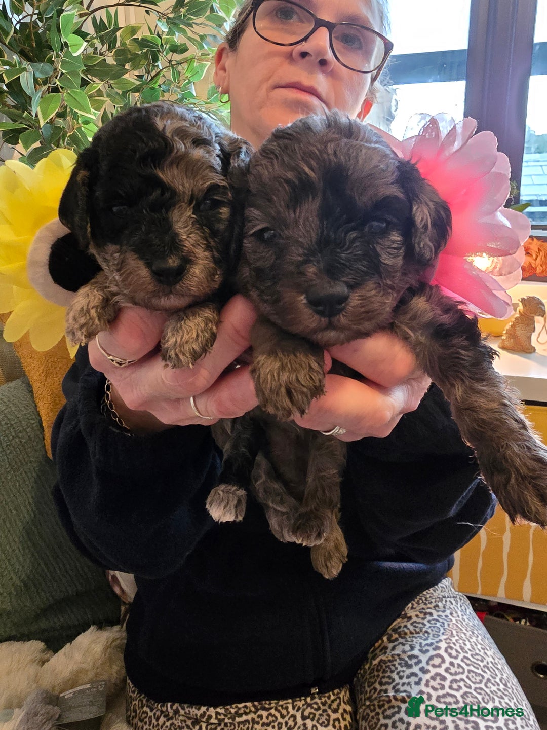 Cavapoo dogs for sale: Beautiful fully health tested cavapoo puppies  - Advert 19