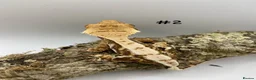 Gecko reptiles for sale: Adult, Juvenile and Lilly White Crested Geckos - Advert 4