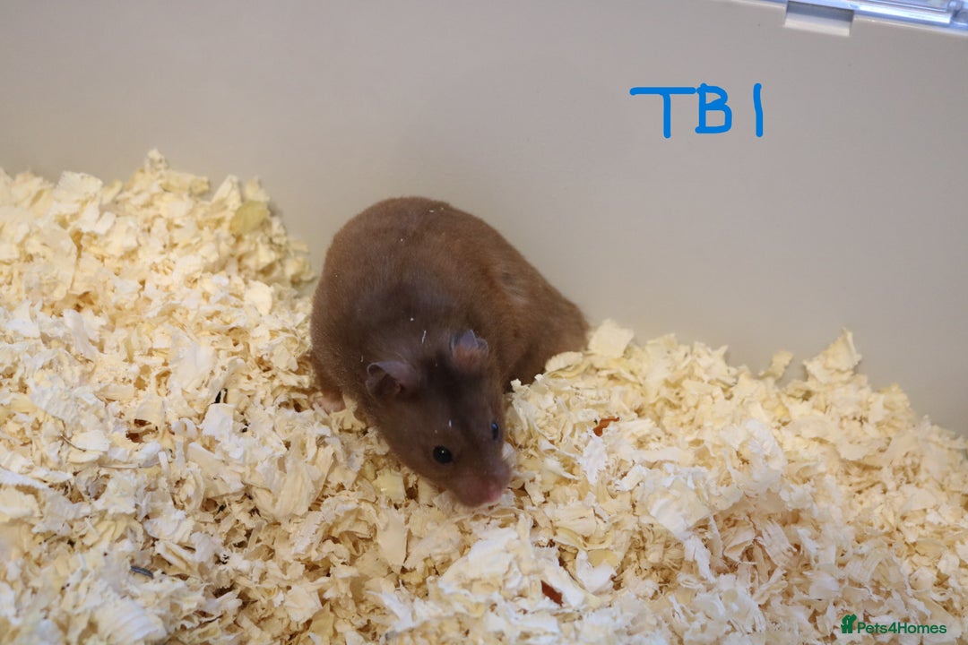Hamster rodents for sale: Young Syrian Hamsters - Image 14