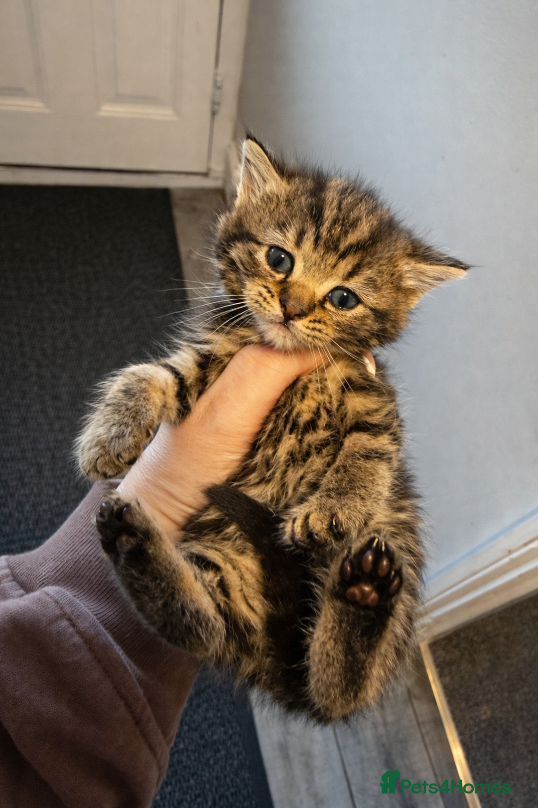 Mixed Breed cats for sale: Beautiful British shorthair cross kittens - Advert 7