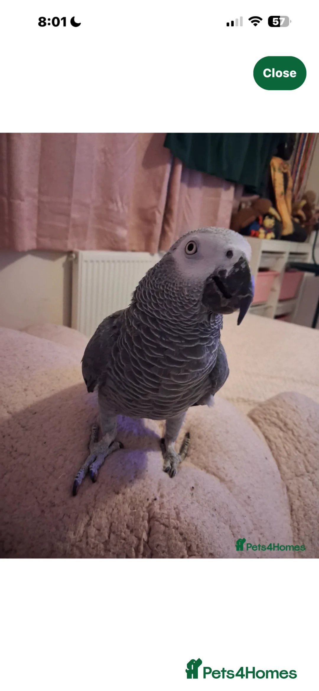 Parrots birds for sale: African grey parrot  - Advert 2
