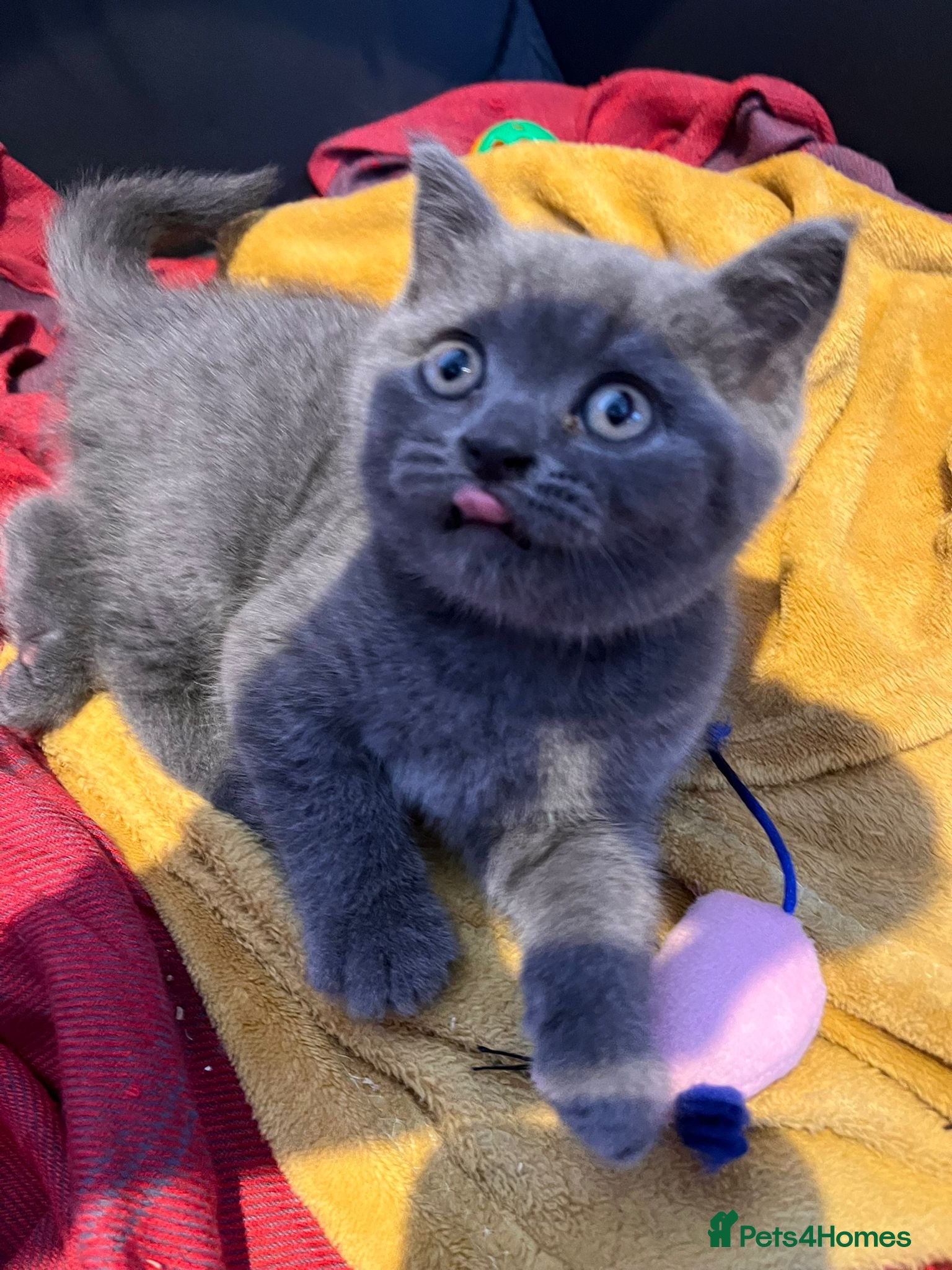 British Shorthair cats Last boy left Pedigree BSH fluff balls - Advert 4