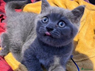 British Shorthair cats Last boy left Pedigree BSH fluff balls - Advert 4