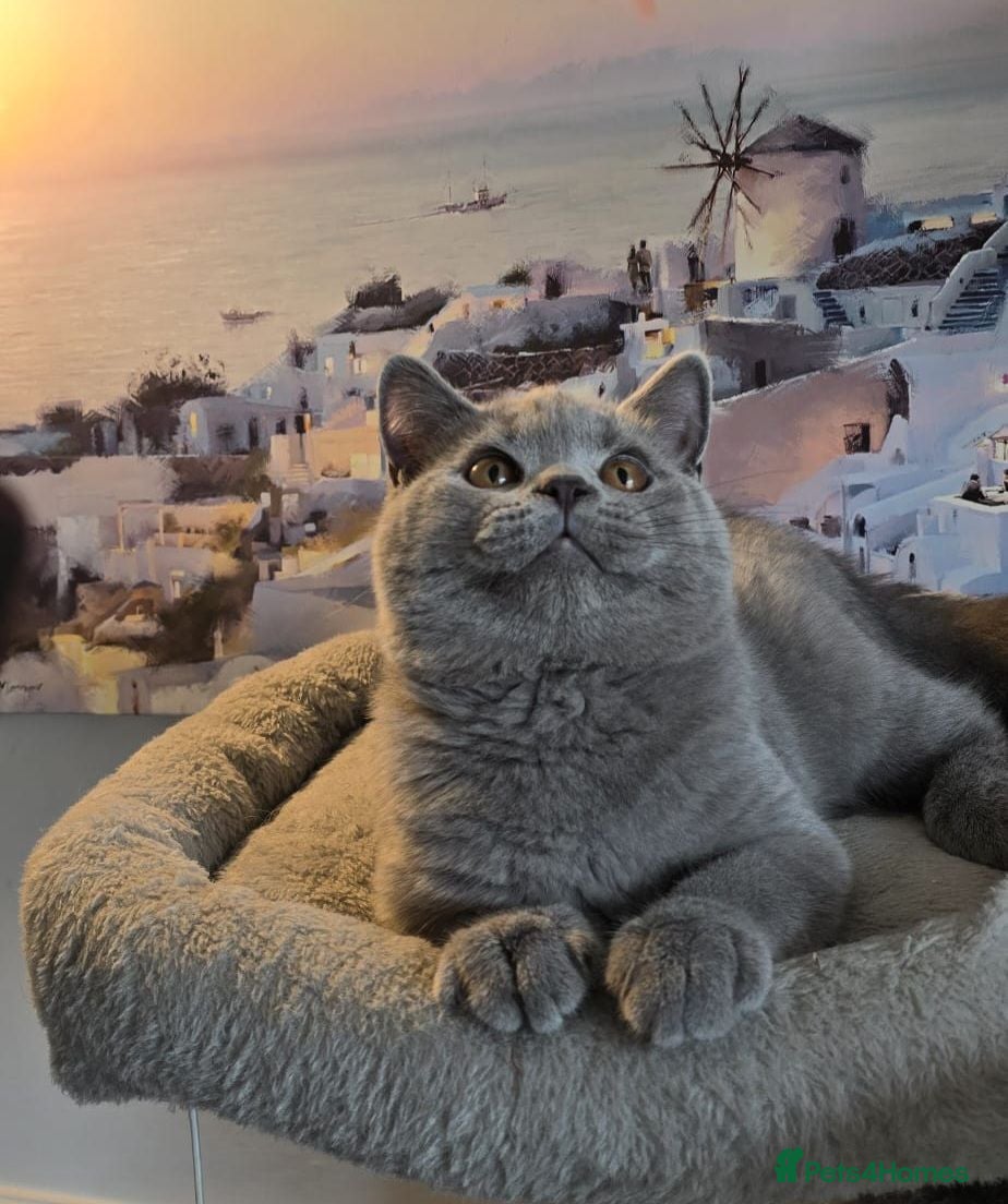British Shorthair cats Beautiful GCCF registered BSH.Last boy! Ready now! - Advert 2