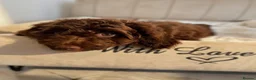 Cavapoo dogs for sale: Premium Quality Teddy Toy Cavapoos F1B - Advert 13