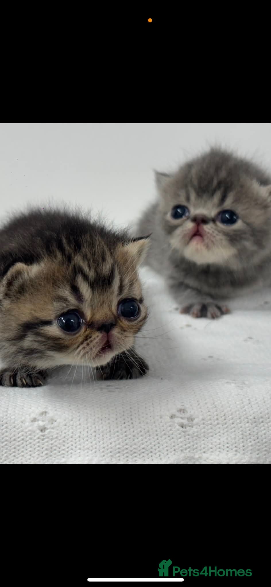 Exotic cats 3 high quality exotics - Advert 8