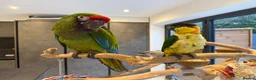 Parrots birds for sale: Silly Tame Pallid Black Headed Caique READY NOW - Advert 3