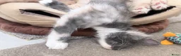 Maine Coon cats for sale: Stunning Maine Coon Kittens - Advert 11
