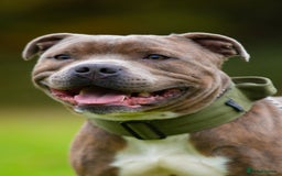 Staffordshire Bull Terrier dogs for stud: Amazing Blue Brindle Staffordshires Bull Terrier  - Image 10