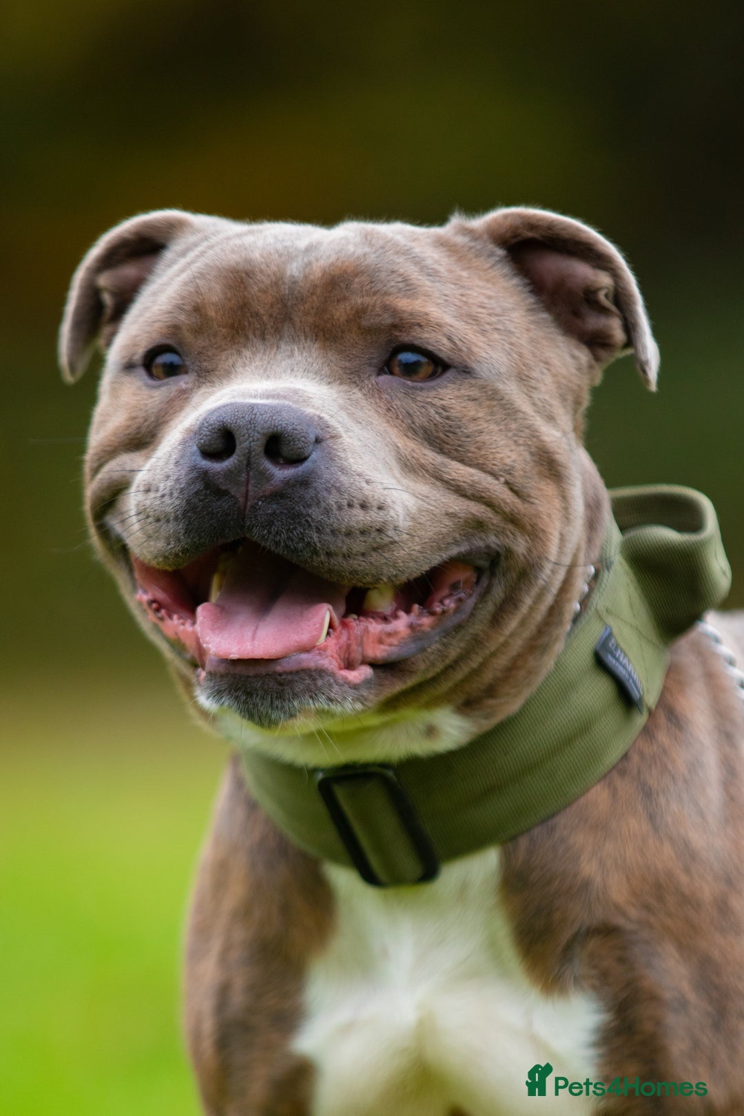 Staffordshire Bull Terrier dogs for stud: Amazing Blue Brindle Staffordshires Bull Terrier  - Image 10