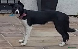 Border Collie dogs for sale: Border collie puppies ready 15th december - Advert 10