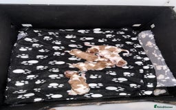 Cavalier King Charles Spaniel dogs for stud: Kc dna clear cavalier boy for stud  in Huddersfield - Image 4
