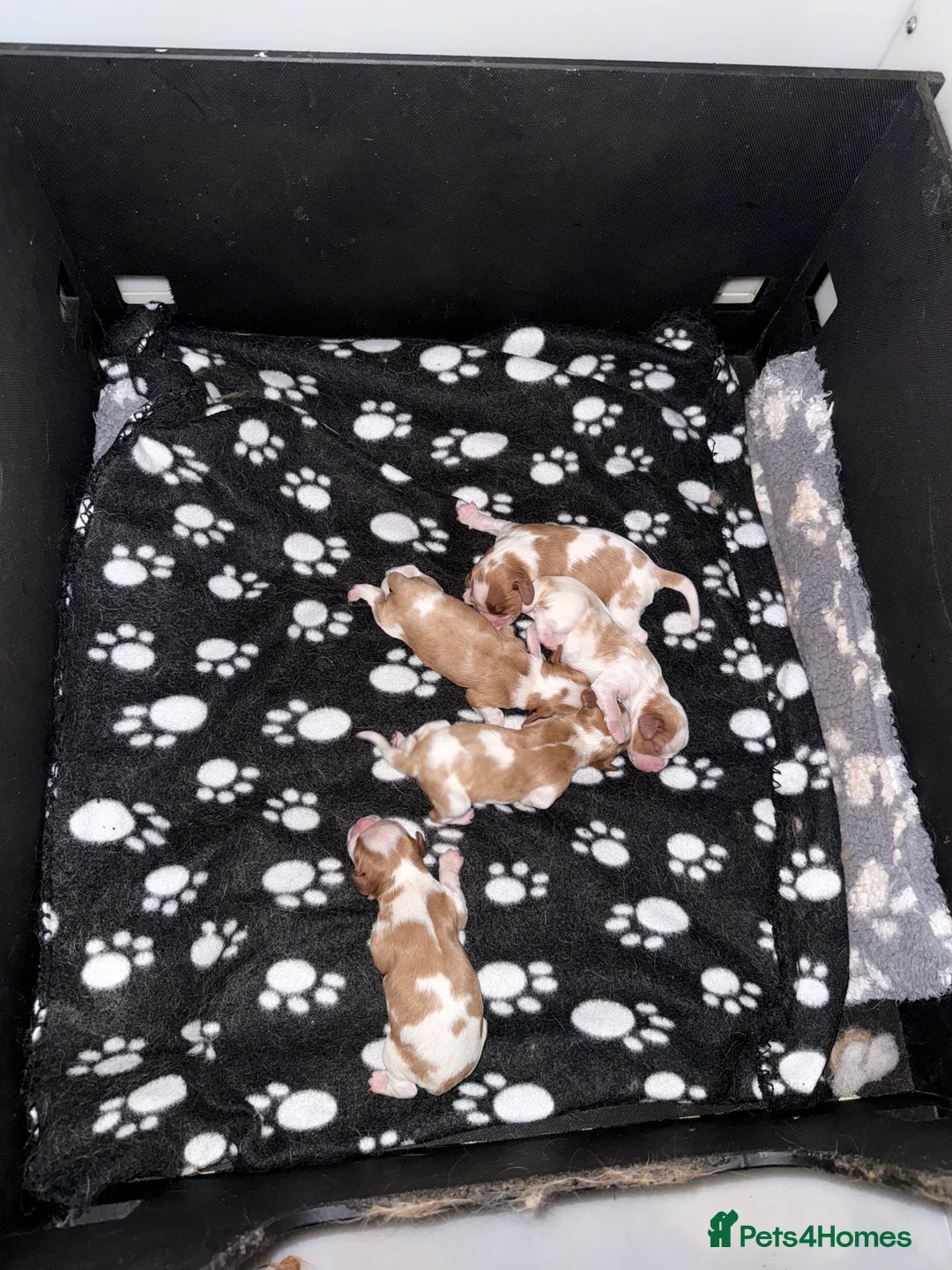 Cavalier King Charles Spaniel dogs for stud: Kc dna clear cavalier boy for stud  in Huddersfield - Advert 4