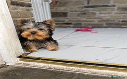Yorkshire Terrier dogs for sale: GORGEOUS YORKSHIRE TERRIER BOY  in Bradford - Image 9